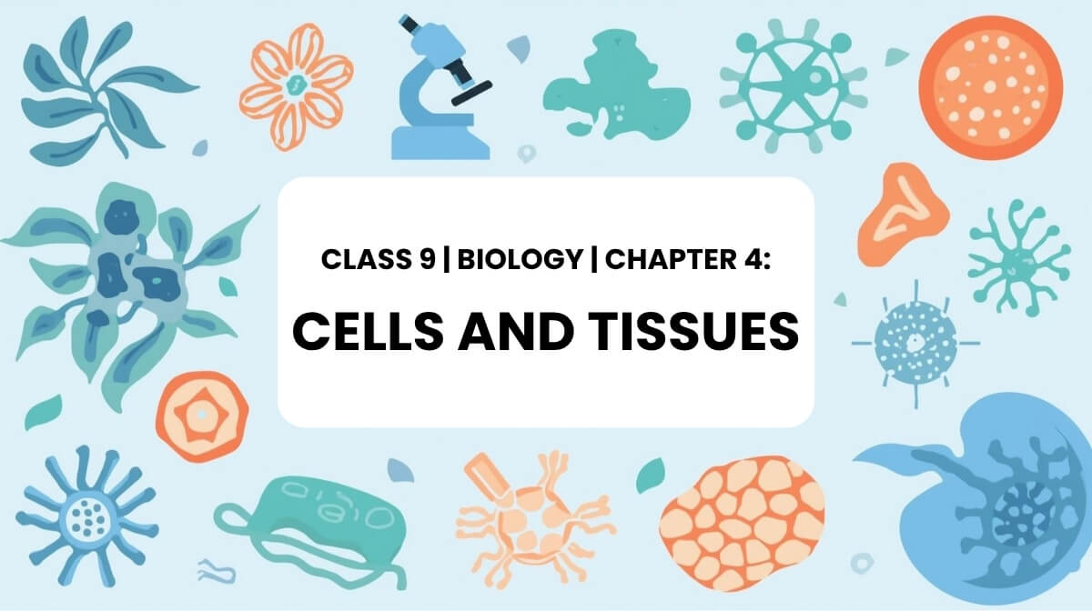 Class 9 Biology Chapter 4 Cells and Tissues MCQs