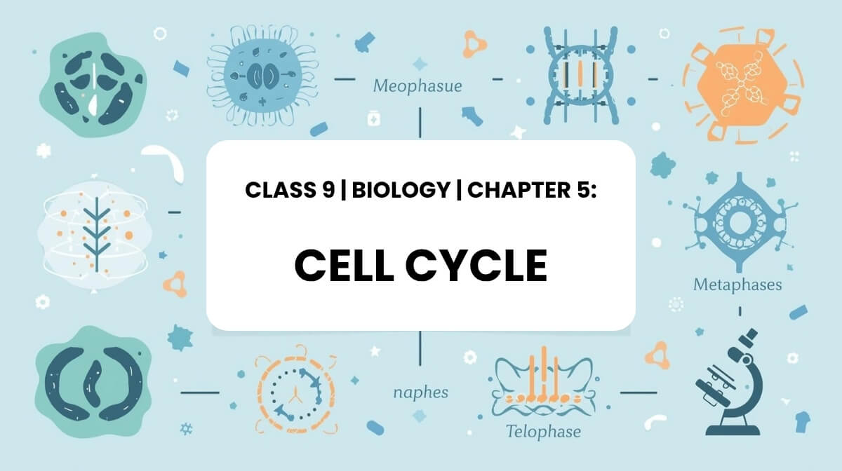 Class 9 Biology Chapter 5 Cell Cycle MCQs