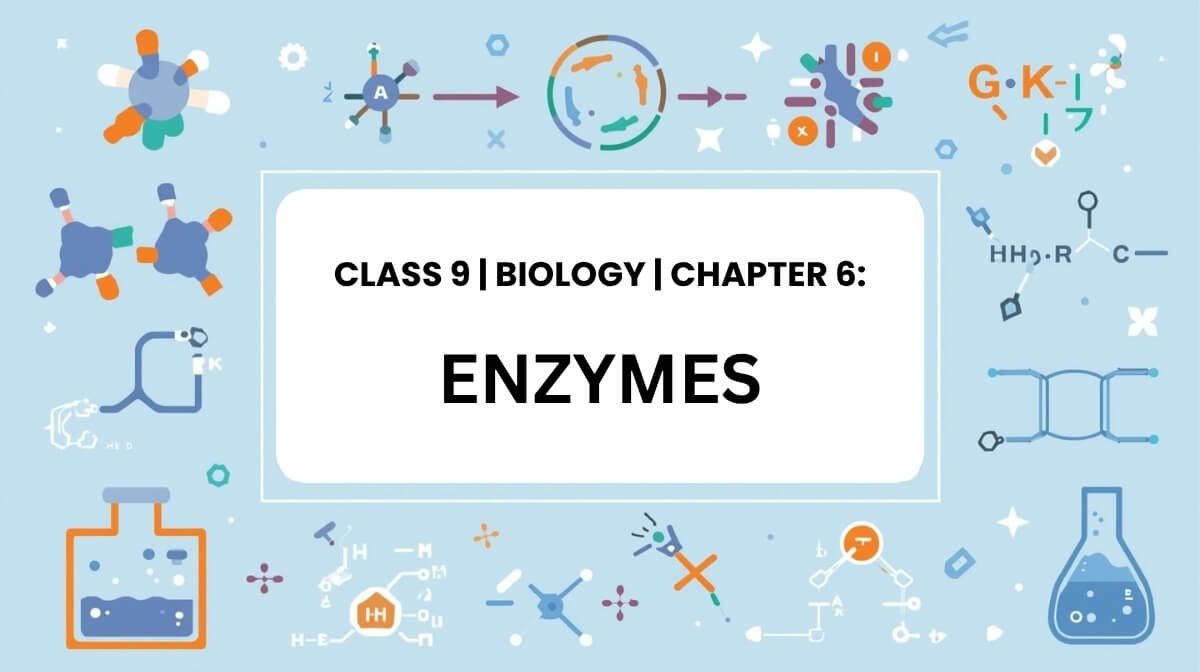Class 9 Biology Chapter 6 Enzymes MCQs