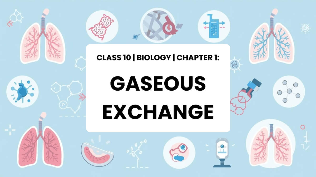 Gaseous exchange in human lungs illustration for Class 10 Biology MCQs with blank center box