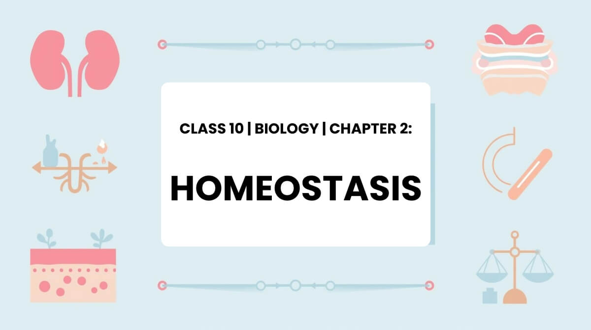 Homeostasis regulation systems illustration for Class 10 Biology MCQ cover image