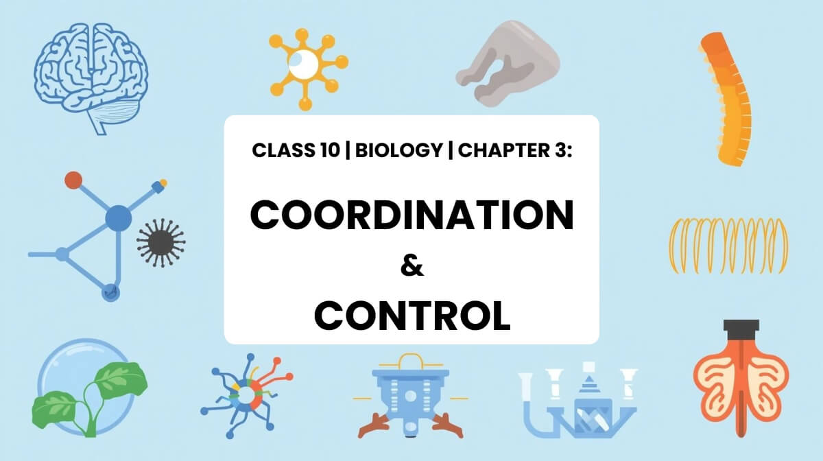 Nervous and hormonal coordination illustration for Class 10 Biology MCQs