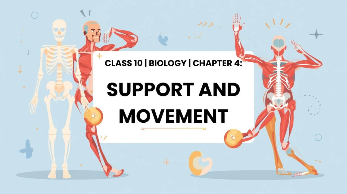 Human skeleton and muscle movement illustration for Class 10 Biology MCQs