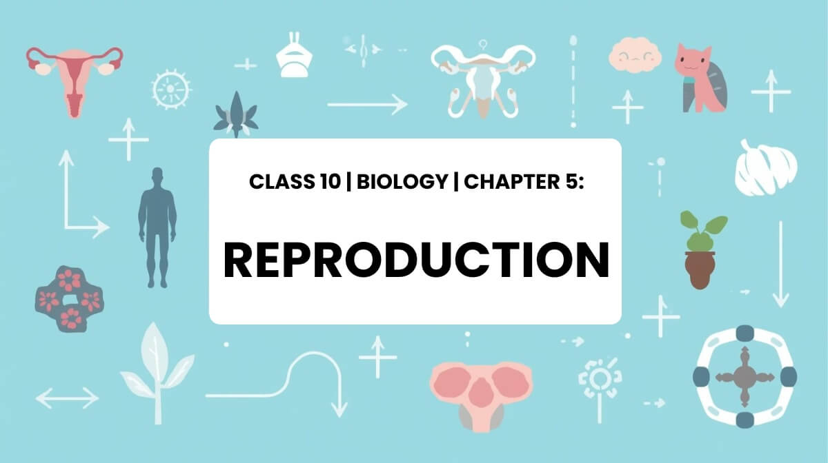 Human reproduction and fertilization illustration for Class 10 Biology MCQs